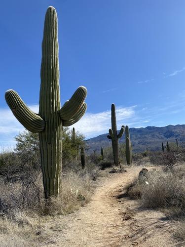 Desert trail with tall cacti under clear blue sky.