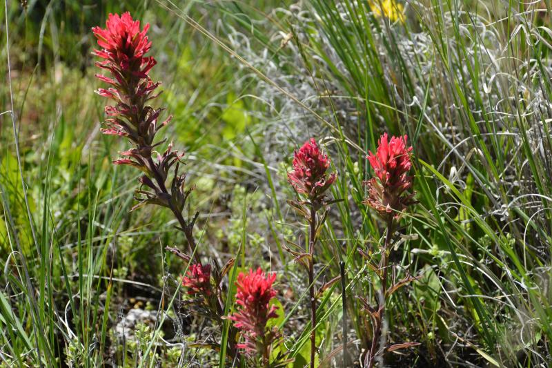 Red Indian Paintbrush stands out amongst green grass.