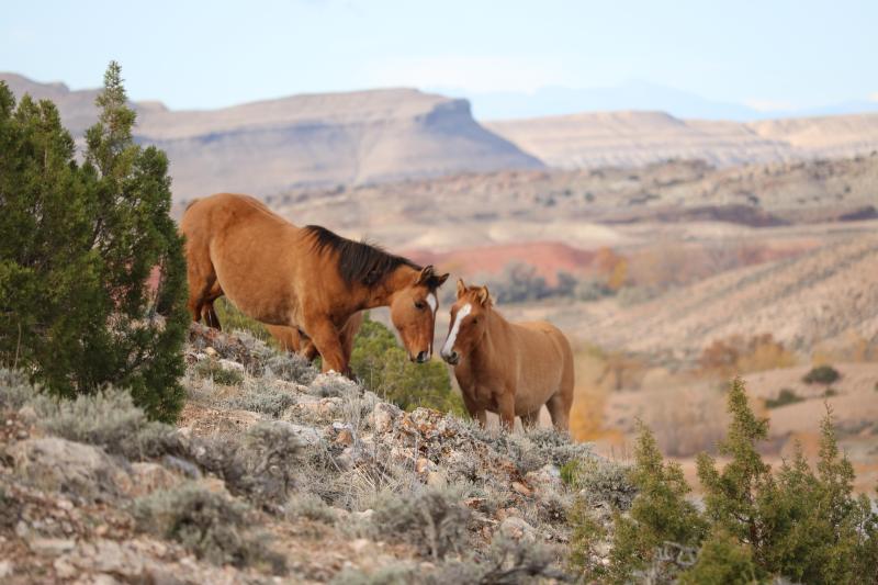 Two brown horses meet on a hillside with shrubs with a beautiful landscape in the background.