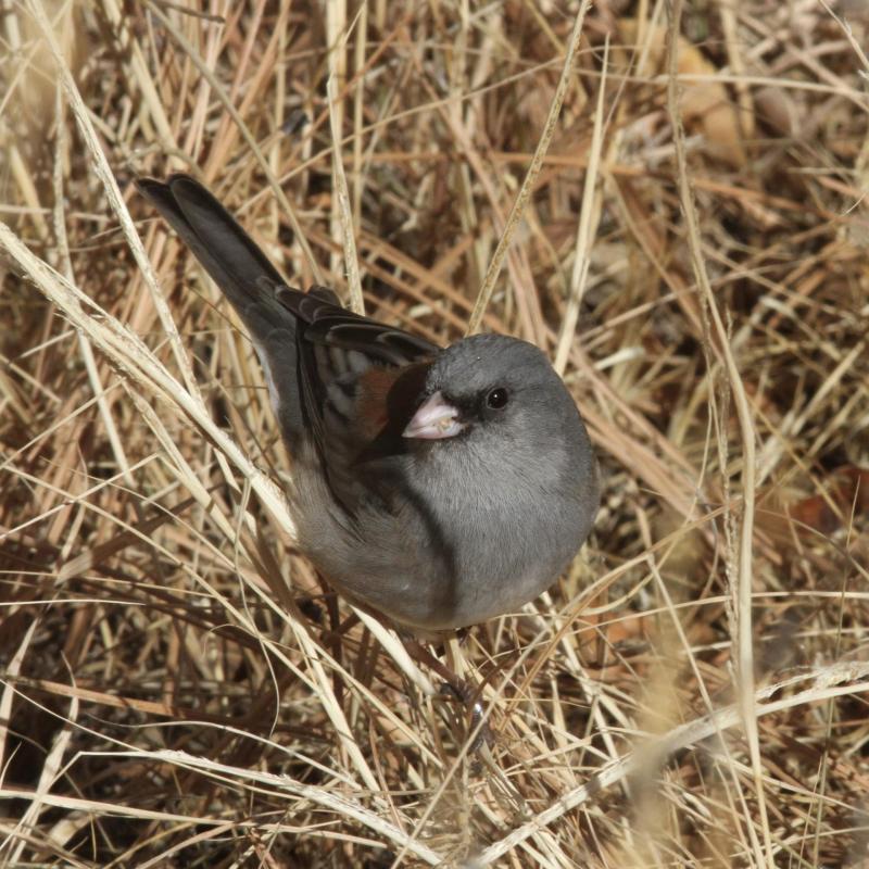 Dark-eyed Junco standing in brown grass
