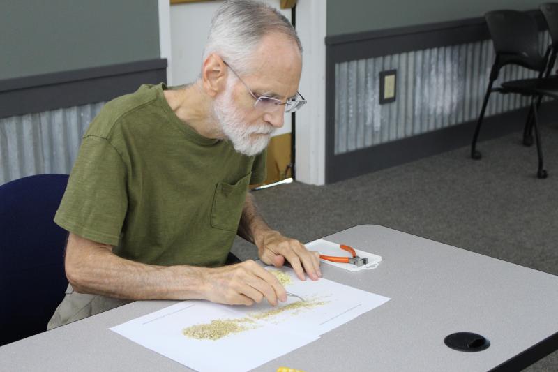 Volunteer cleaning seeds