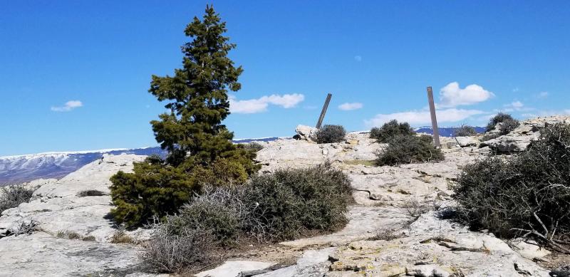 A blue sky frames a green tree growing out of white rocks along the Ranger Delight Trail.