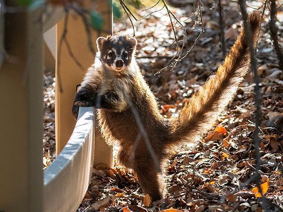 a white nosed coati looks at the camera while leaning on a fence