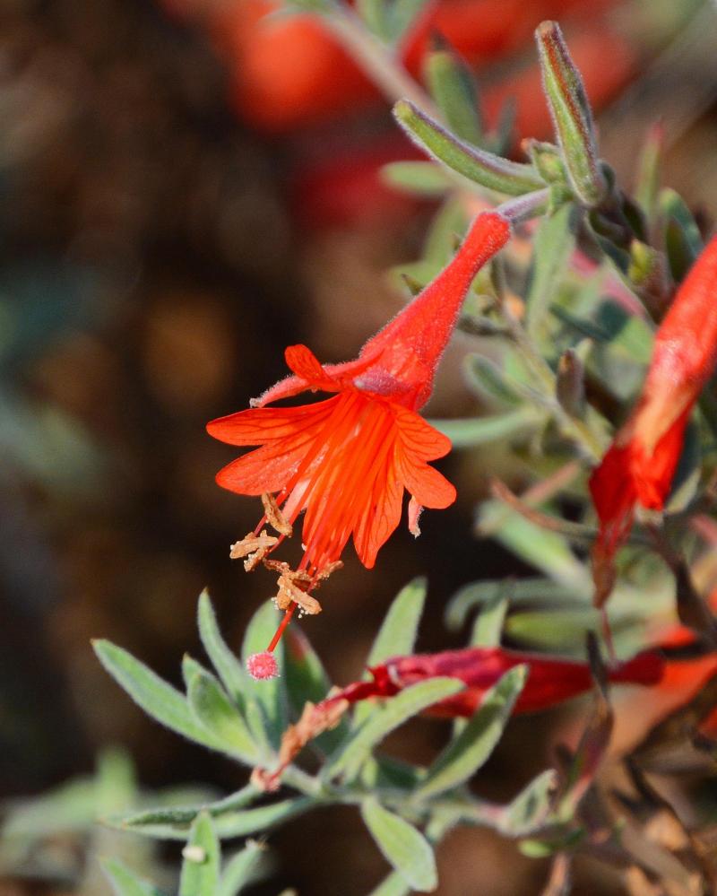 Red flower with fringed petals and lacey leaves