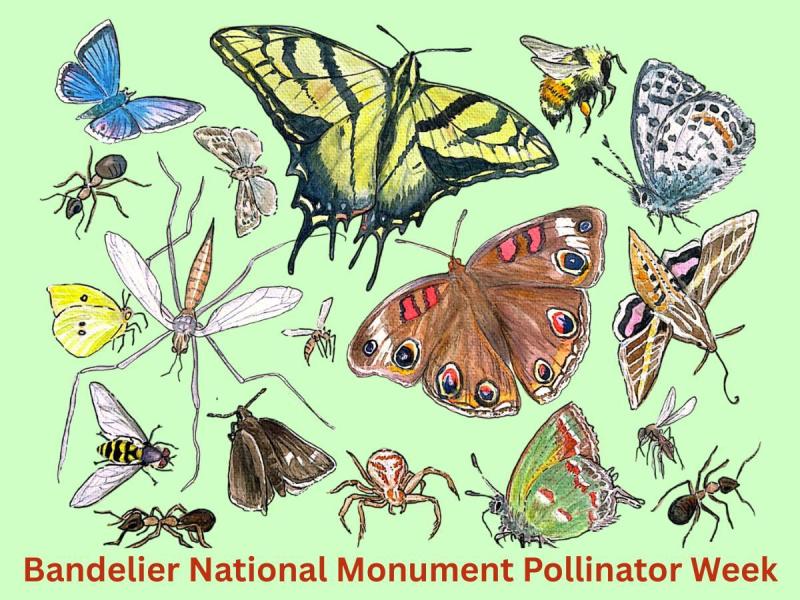 A graphic depicting butterflies, moths, and other insects.
