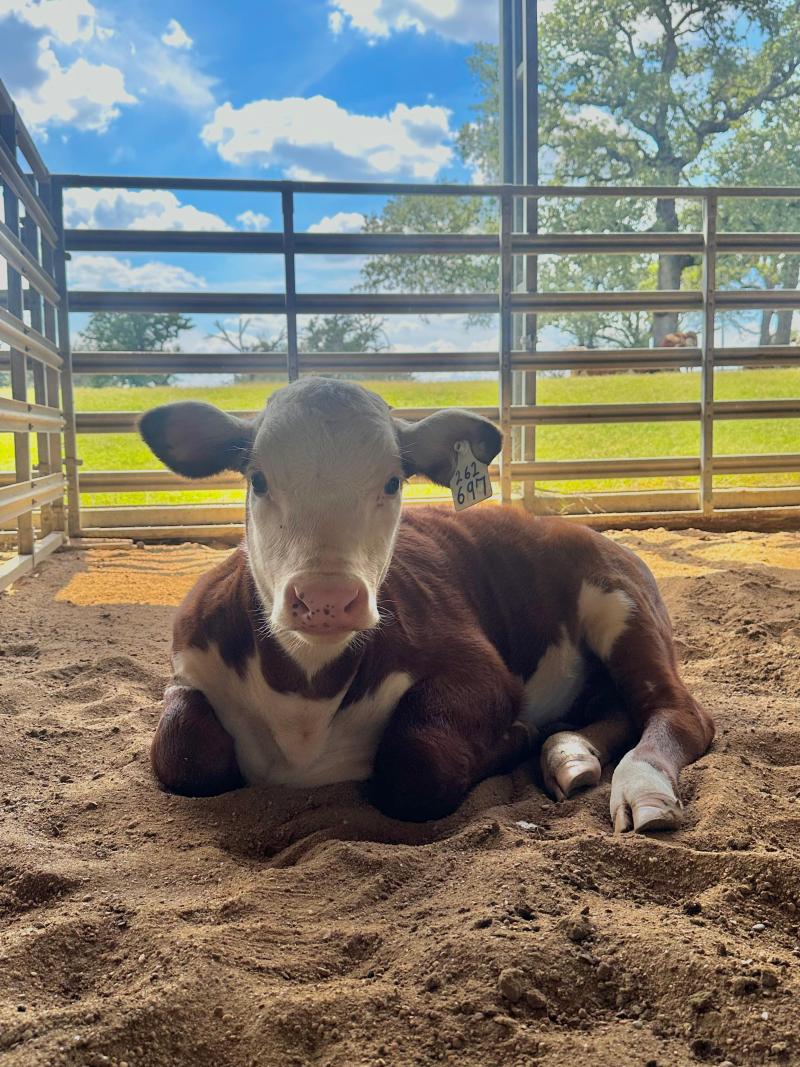 A calf sits in the sand inside an open-air pen with views of trees and pastures.