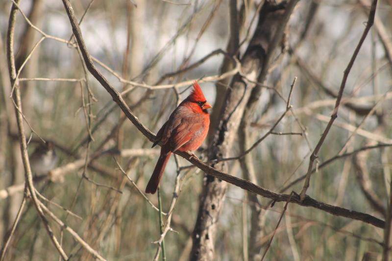 A red colored bird perched on a tree branch