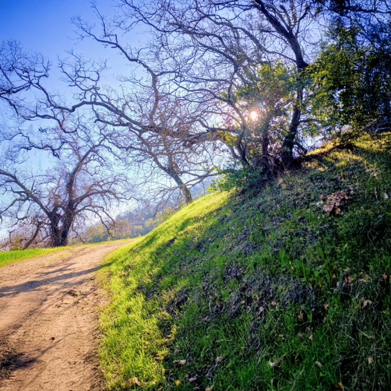 A dirt path winds around an oak woodland environment