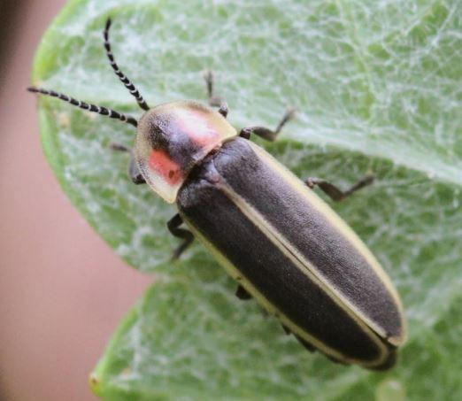 A firefly perched on a leaf