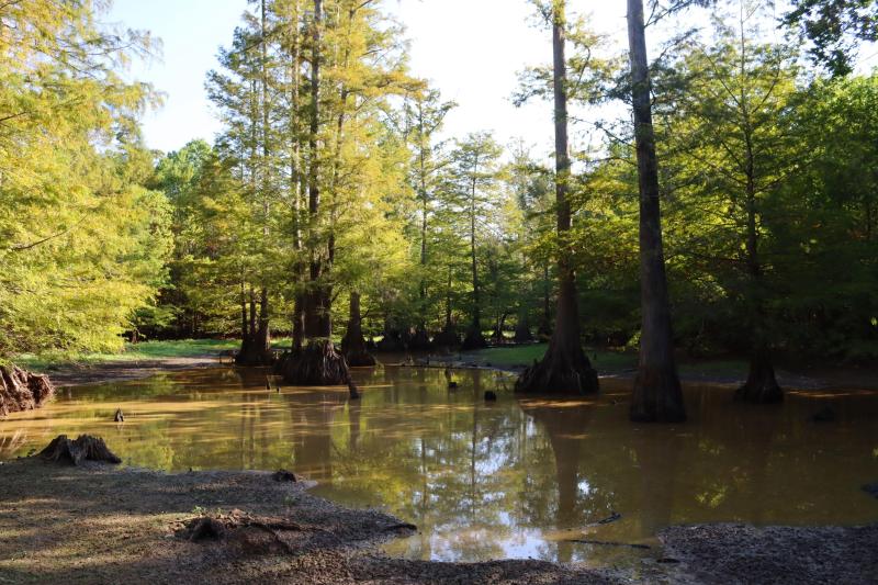 A shallow pond with bald cypress trees growing in it on the edge of a forest.