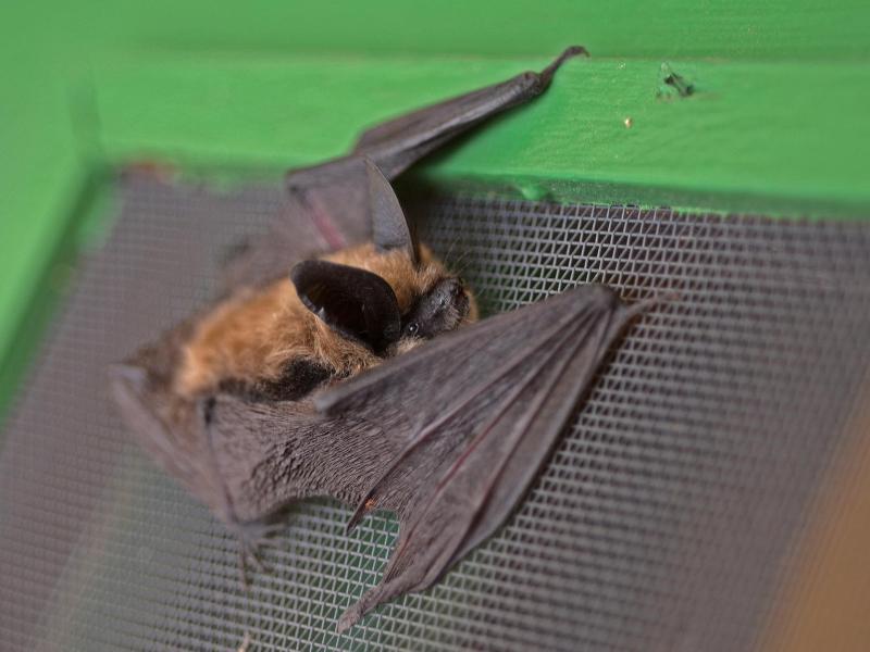 a small brown bat clings to a wired window screen
