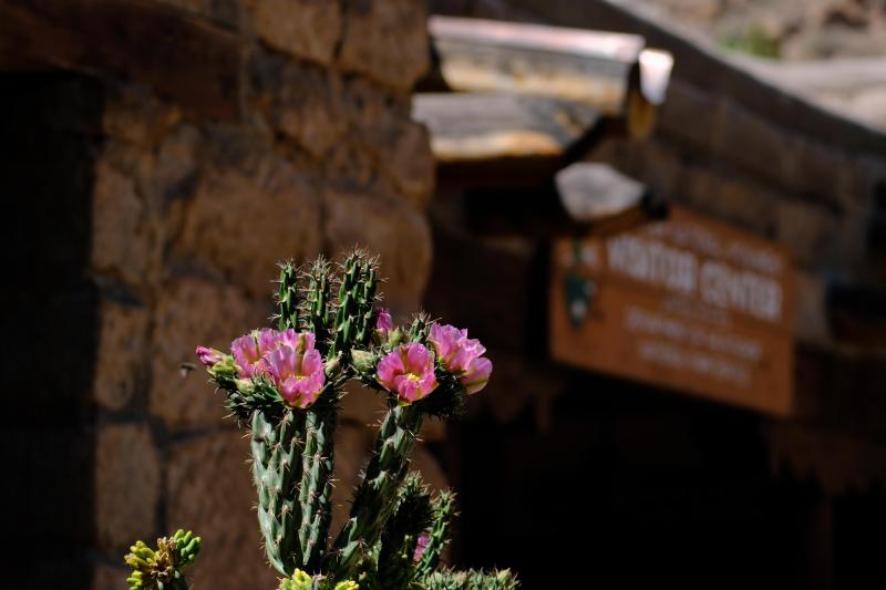 a blooming cactus is in focus as a stone visitor center building can be seen behind it.