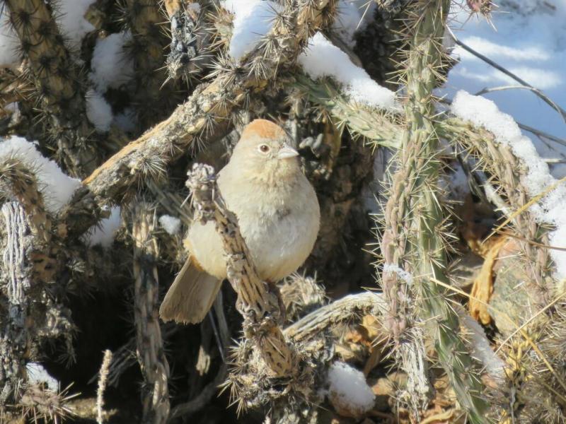 A drab songbird with a reddish crown stands in a snow-covered cactus with long, narrow stalks