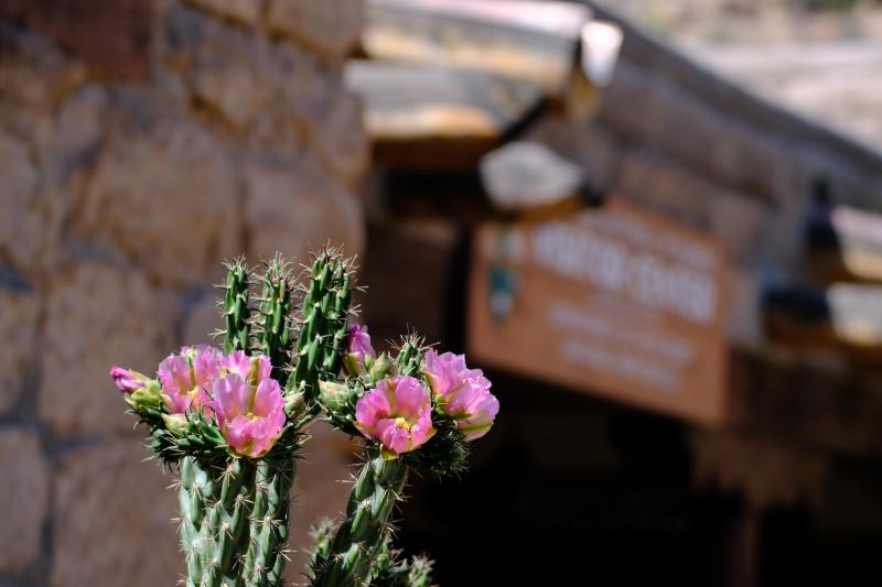 A tall, green cholla cactus blooms bright pink with a yellow center