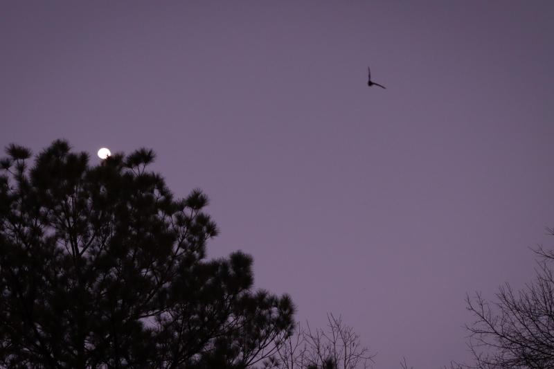Silhouette of a bat in flight against a purple twilight sky with dark trees and the rising Moon.