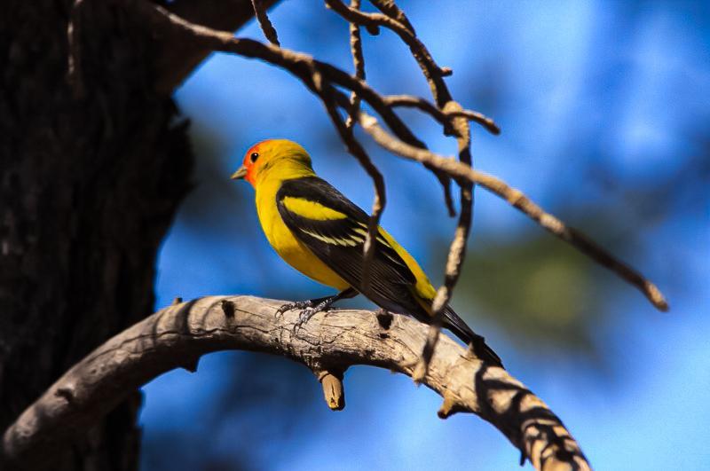 A bird with red, yellow, and black feathers perched on a branch.