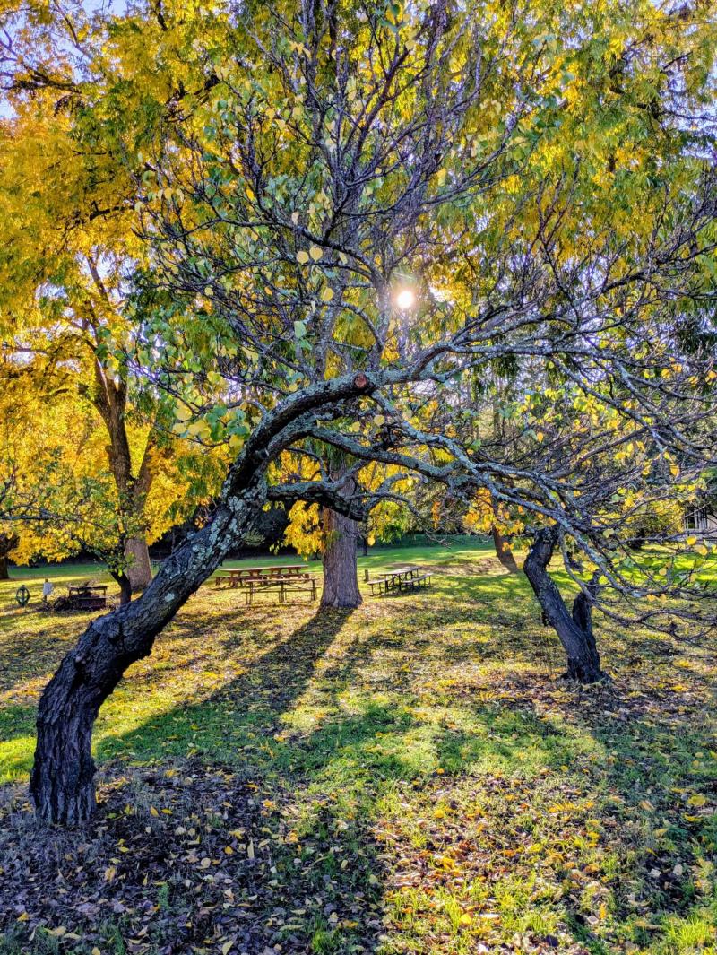 A fruit and nut orchard in Autumn glistens gold and green in front of the shine of a setting sun.