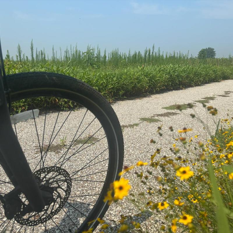 Bicycle wheel and wildflowers on a rural bike path