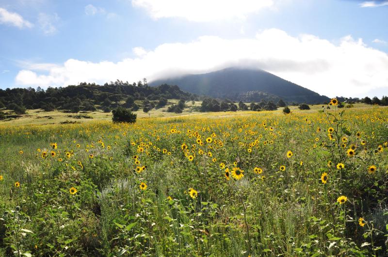 Capulin Volcano in the background, with a field of sunflowers in front, and a cloud on top