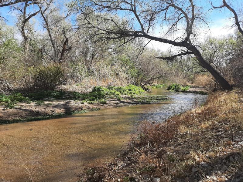 a low muddy river with trees hanging over