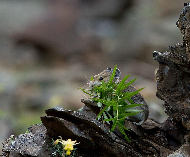 A small furry pika mammal with vegetation in its mouth posed on a rock outcropping