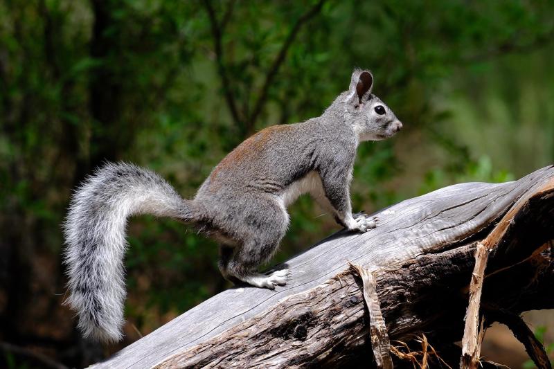 A dark grey squirrel with a brown patch on their back poses on a dead juniper log in a forest.
