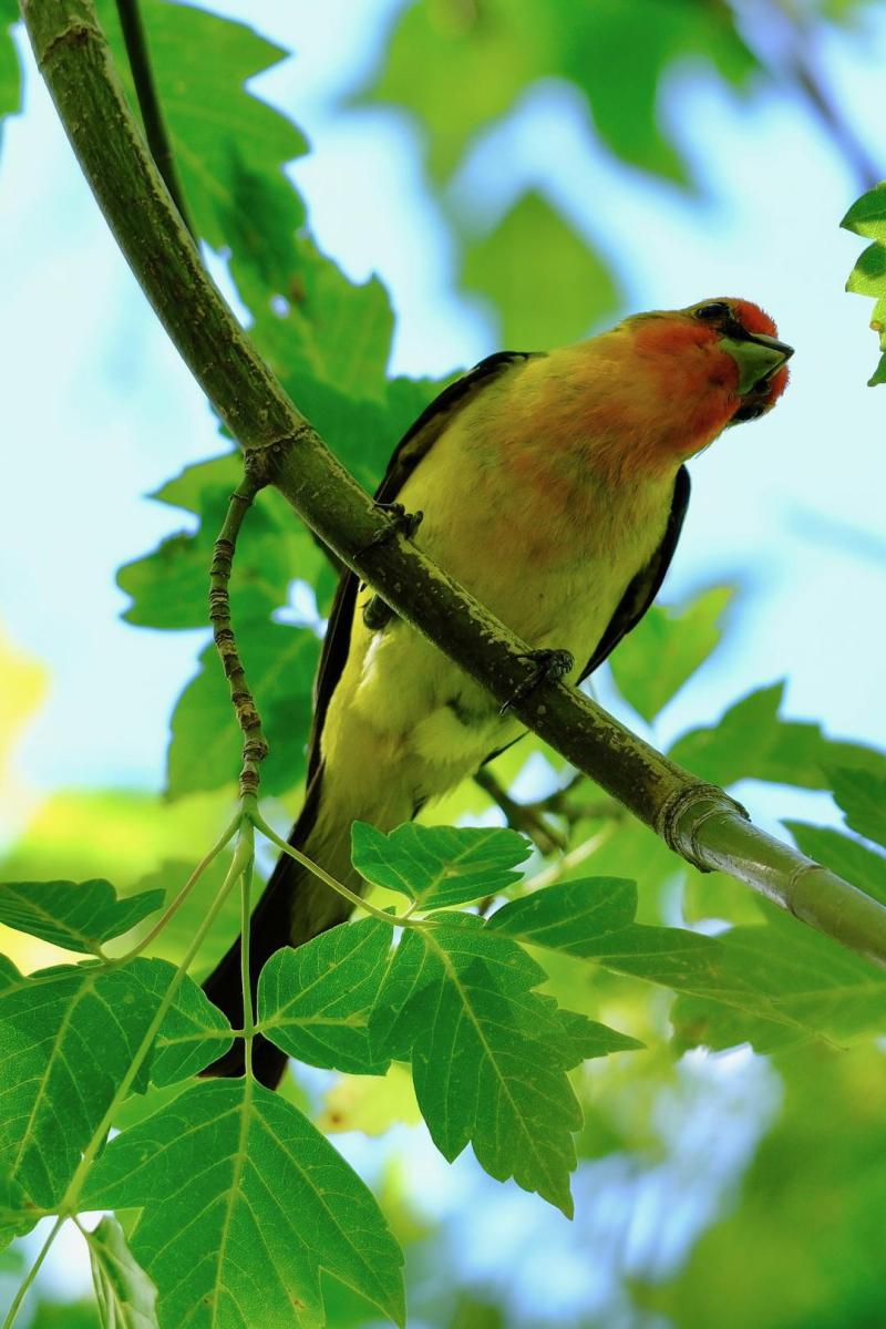 A small, songbird with a bright orange head and yellow body.