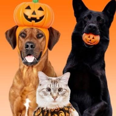 Two dogs and a cat with pumpkins.