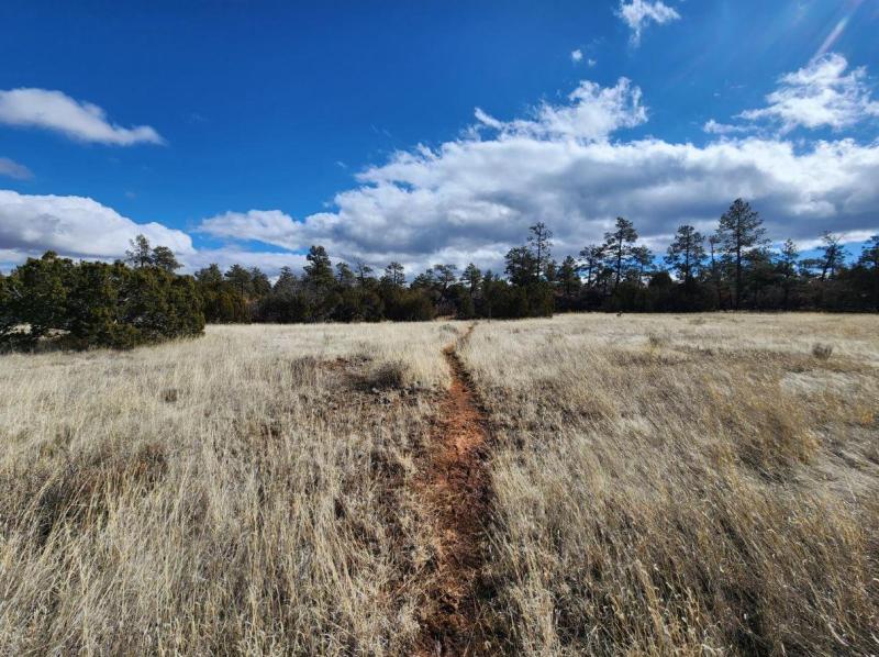 A dirt trail runs through dry brown grass with tall pine trees in the distance