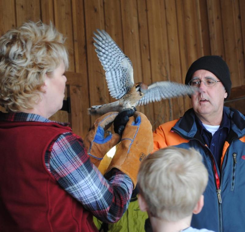 A woman uses gloves to hold a small tan, black and white bird of prey, a kestrel, with its black-and
