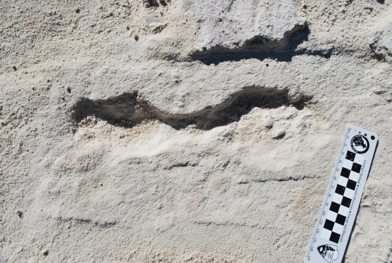 Fossilized human footprint in desert soil