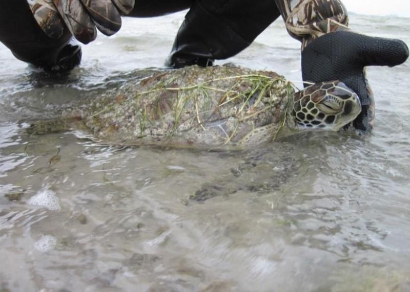 Close-up of a person wearing gloves gently holding a sea turtle partially covered in seaweed in shal