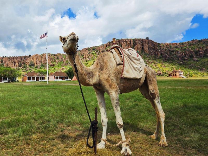 A camel with a saddle and harness in a green field in front of a flag pole
