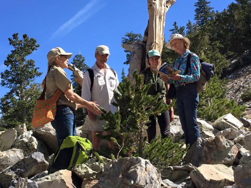 A Park volunteer stands next to a short, needle covered pine tree speaking with three hikers.