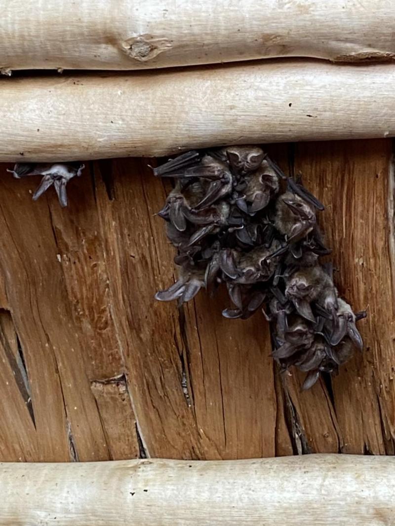 A group of bats clusters together and hangs from wooden beams.