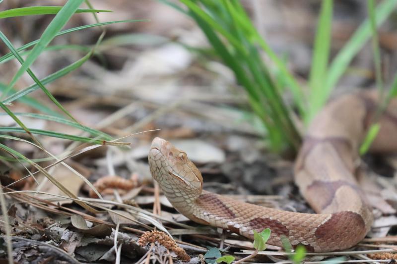 Close-up photo of a copperhead snake with its head raised and left eye looking toward the camera.