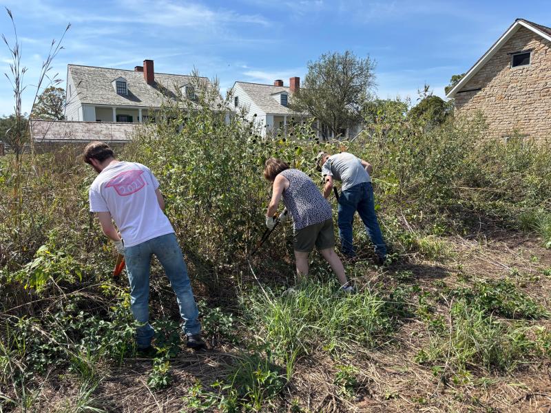 Volunteers cutting invasive woody plants from the restored Tallgrass Prairie.