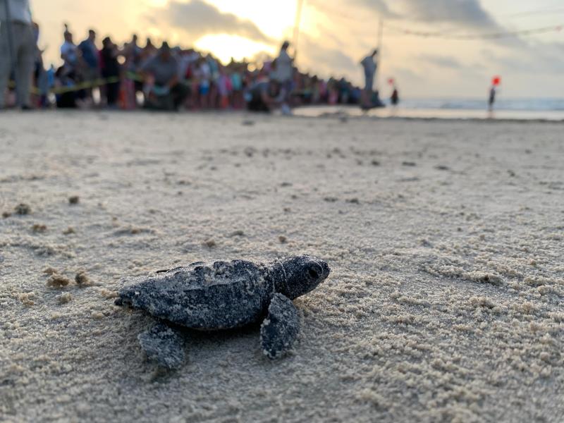 A sea turtle hatchling crawling on the beach towards the ocean. A large group of people looks on.