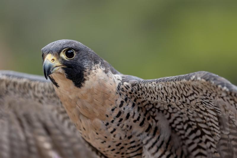 A brown bird with wings spread looking directly into the camera