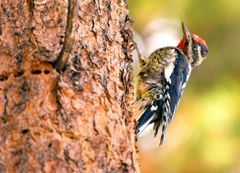 Bird with black and white face pattern and wings, a patterned yellow belly, and red forehead