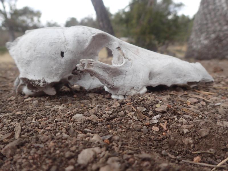 white coyote skull lying in the dirt.
