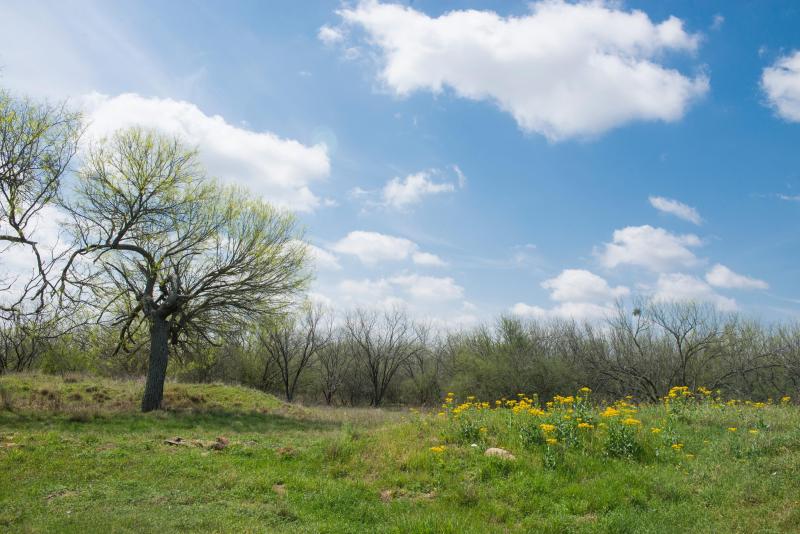 A lone tree with budding leaves stands on a grassy hill under a bright blue sky dotted.