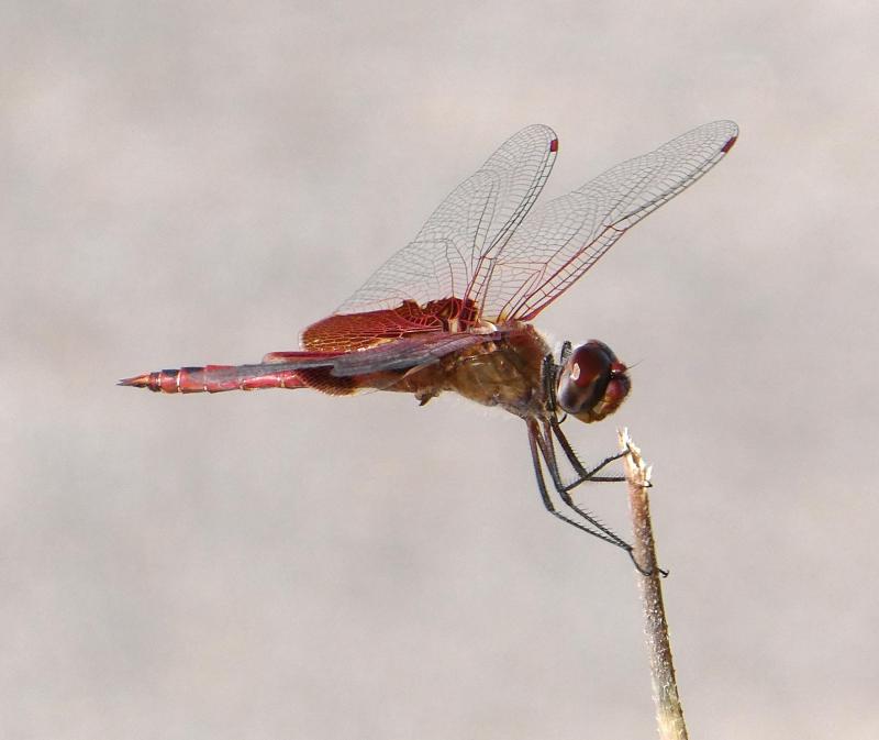 A red dragonfly