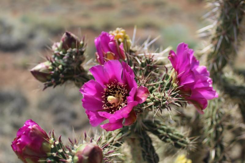 Bright pink flowers sit atop branch-like cactuses.