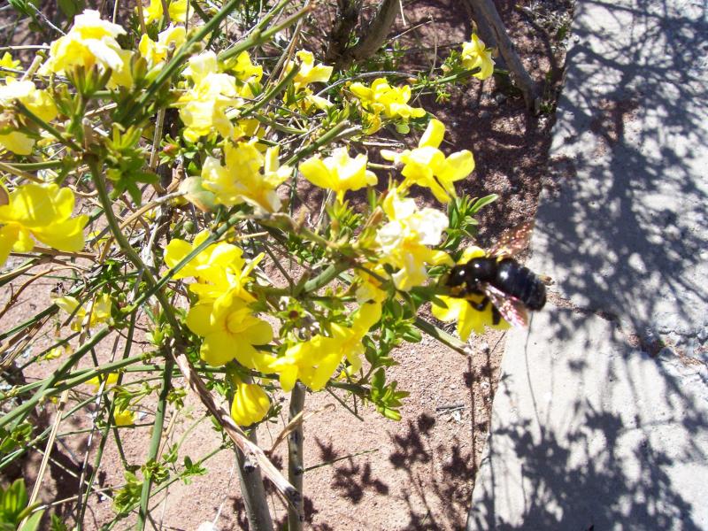 A bright yellow flower