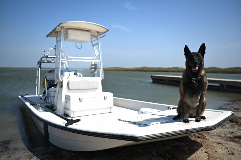 A K9 on a boat