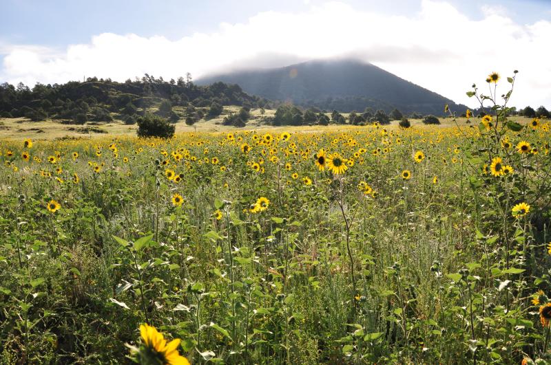 wild sunflowers with cloud topped volcano in the background