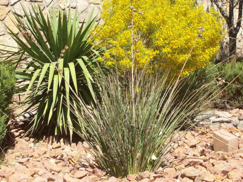 desert plants on park grounds