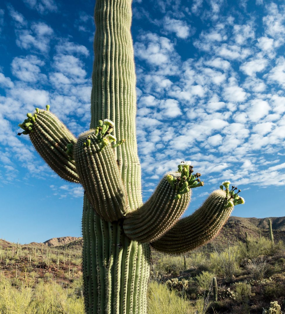Saguaro cactus with four arms at one of Arizona's beautiful national parks Saguaro National Park