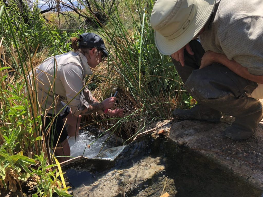 Researchers at Lake Mead National Recreation Area studying the impact of nonnative fish on the native springsnail population